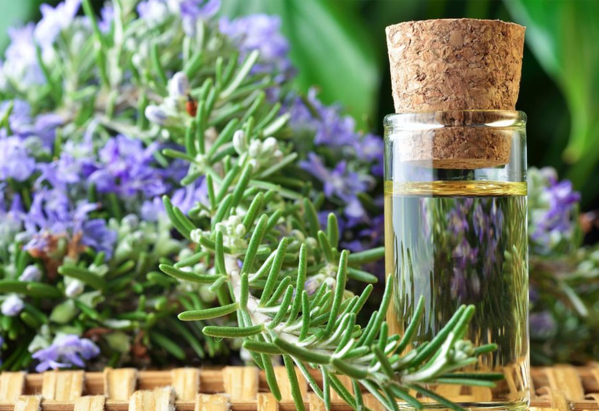 Organic Rosemary Oil