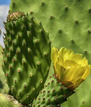 Prickly Pear Seed Oil for Skin