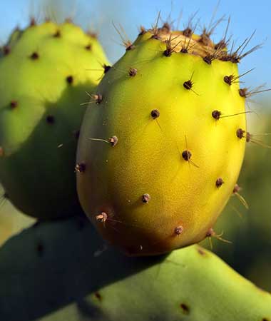 Prickly Pear Seed Oil Benefits