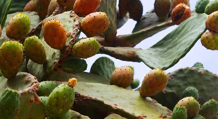 Navigating the Worth: Exploring Prickly Pear Seed Oil's Price and Value