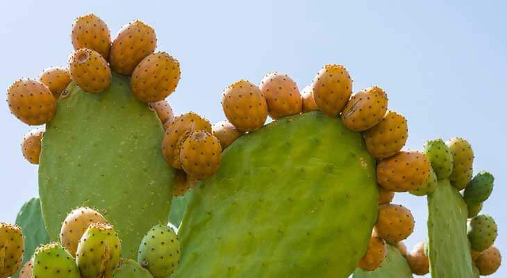 Exploring the Price and Value of Prickly Pear Seed Oil