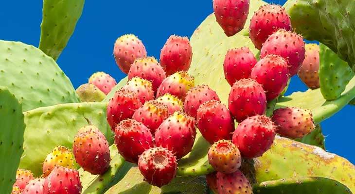 Prickly Pear Seed Oil Benefits for Face