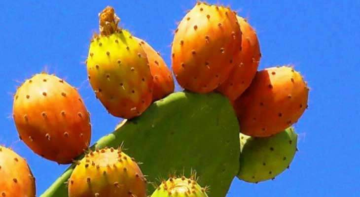 Rejuvenate Your Skin: Prickly Pear Seed Oil Benefits for Facial Revitalization