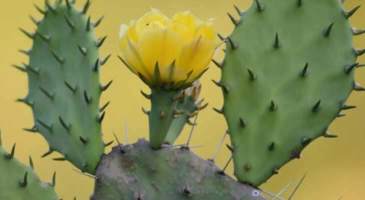 The Power of Prickly Pear Seed Oil: Benefits and Uses