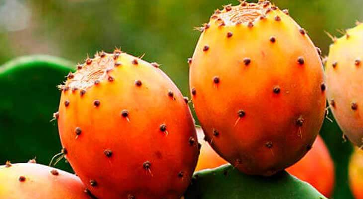 Where to Buy Prickly Pear Oil: Your Ultimate Shopping Guide