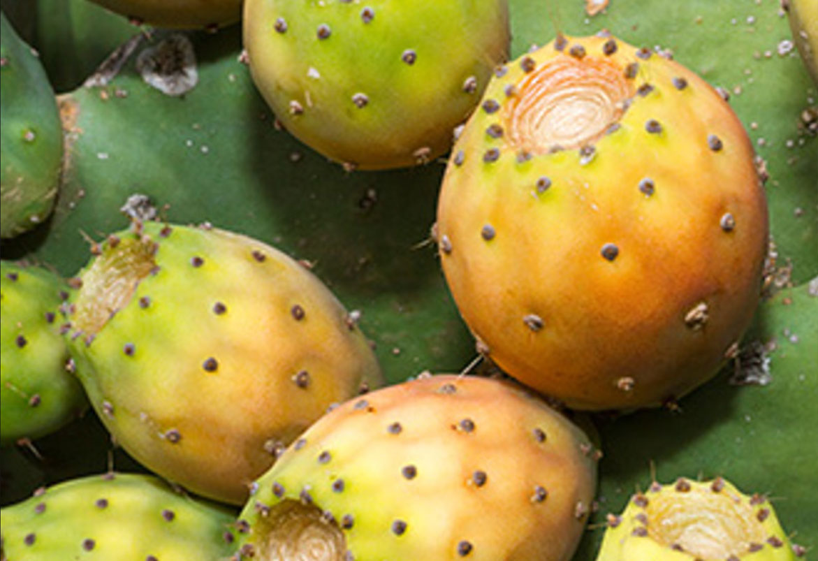 Organic Prickly Pear Seed Oil